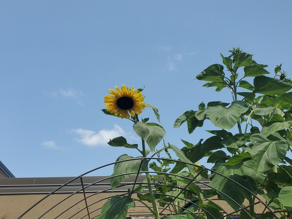 A sunflower against the blue sky.