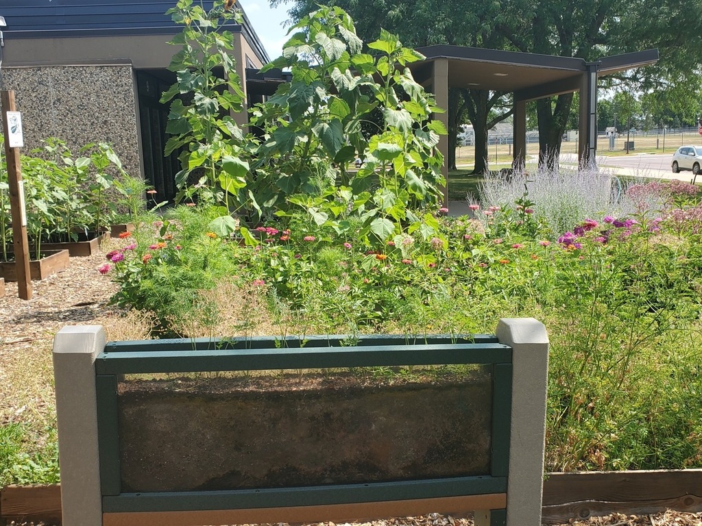 A planter with glass sides to view the roots of the carrot plants.