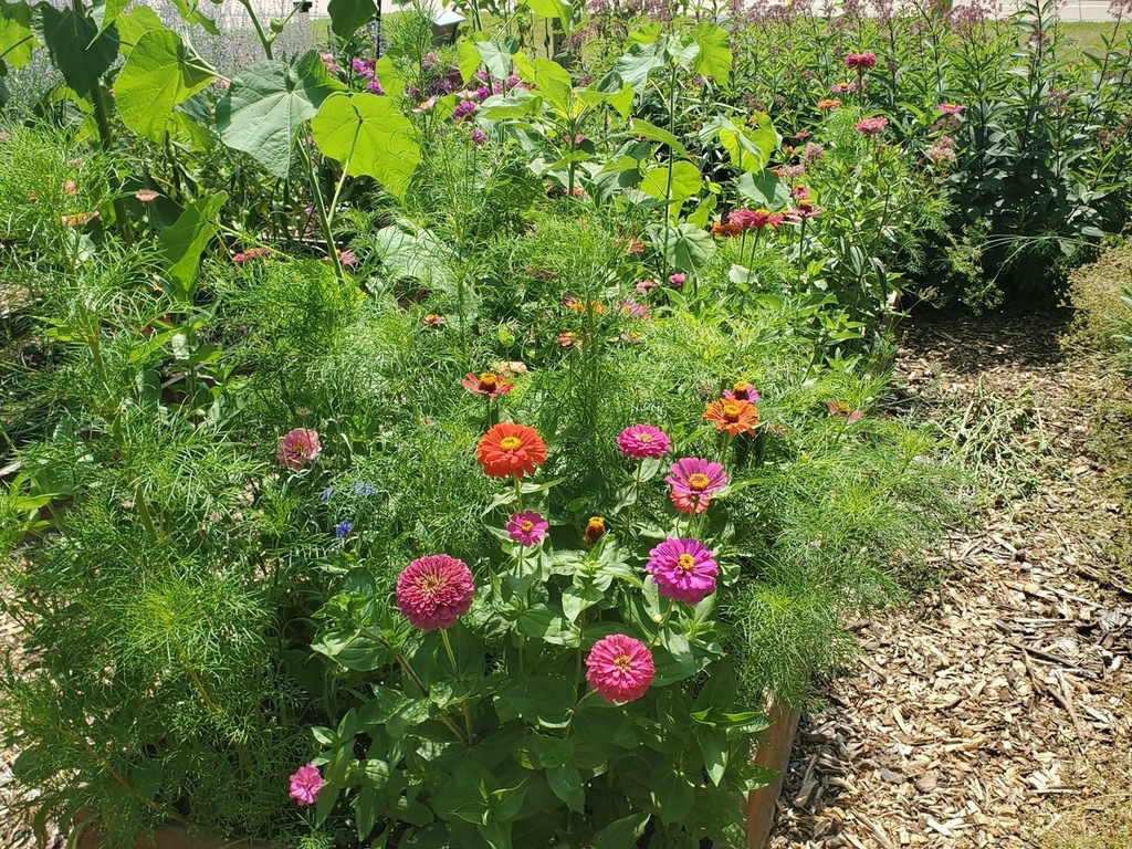 Multiple flowering plants