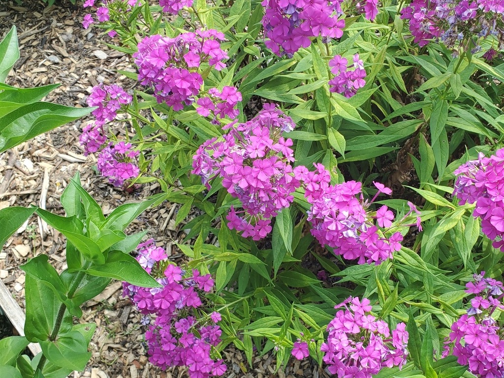 Pink flowers