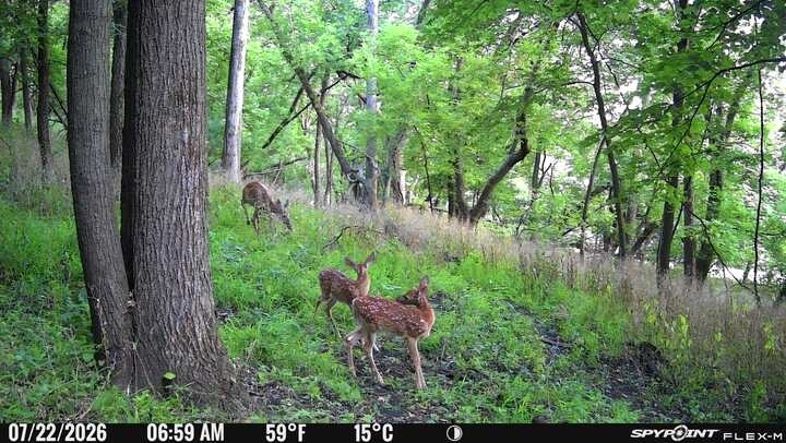 The MS trail cam showing 3 deer in the school forest.