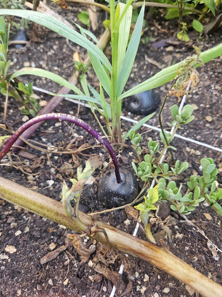 Purple potatoes growing in the ground.
