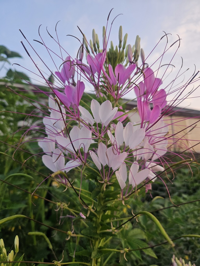 White and pinkish-purple cleome flowers.