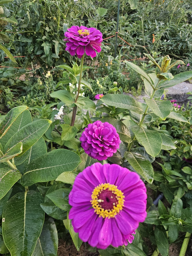 Pinkish-purple zinnia flowers in a row.