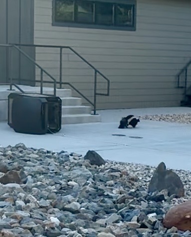 Skunk escaping
