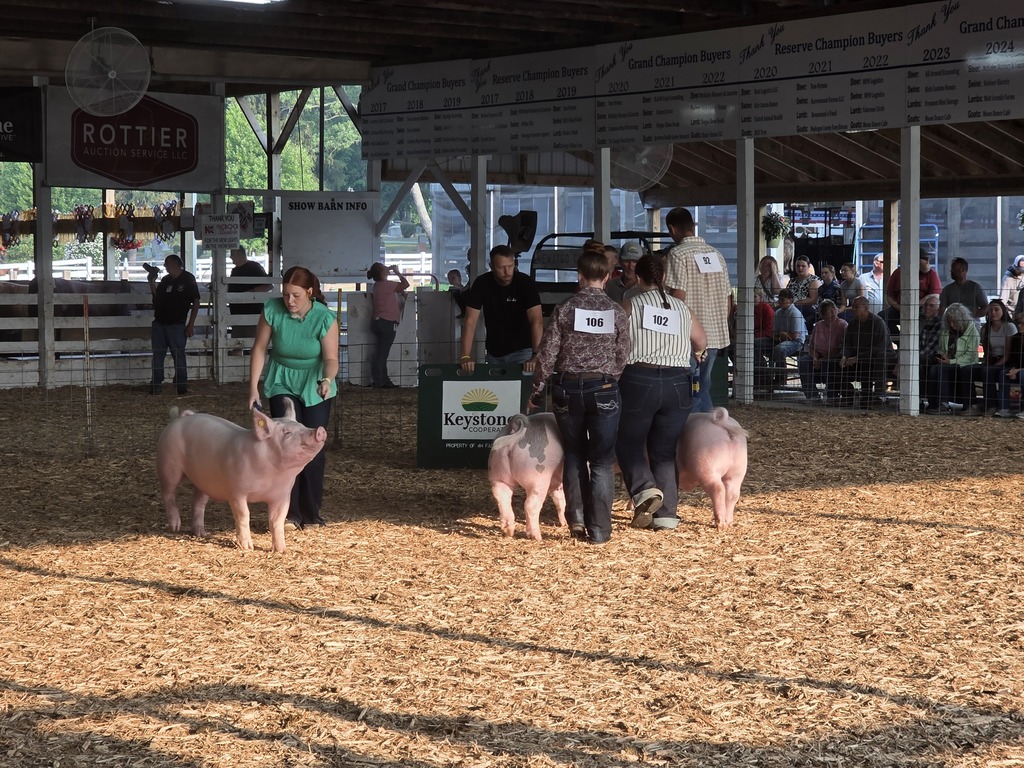 People walk with pigs in an indoor arena with spectators. A green trash bin is nearby.