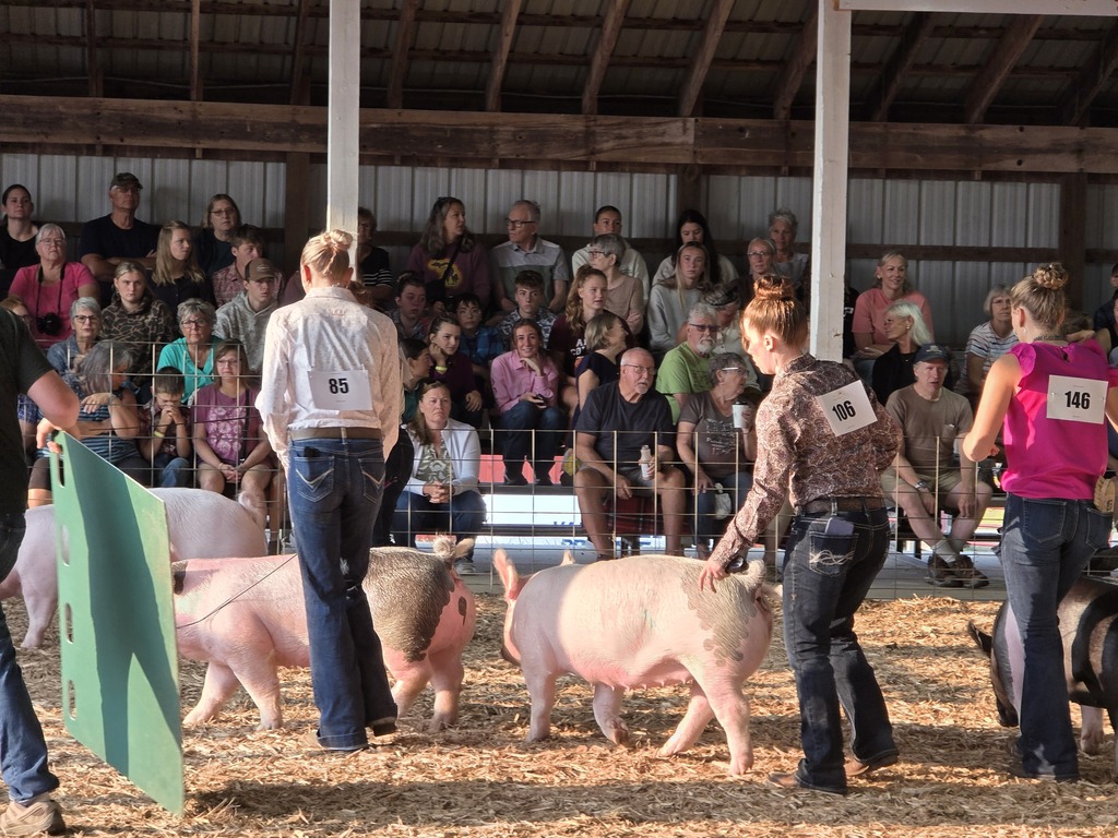 Spectators watch as women lead pigs across an indoor show floor. The pigs are white with brown patches.