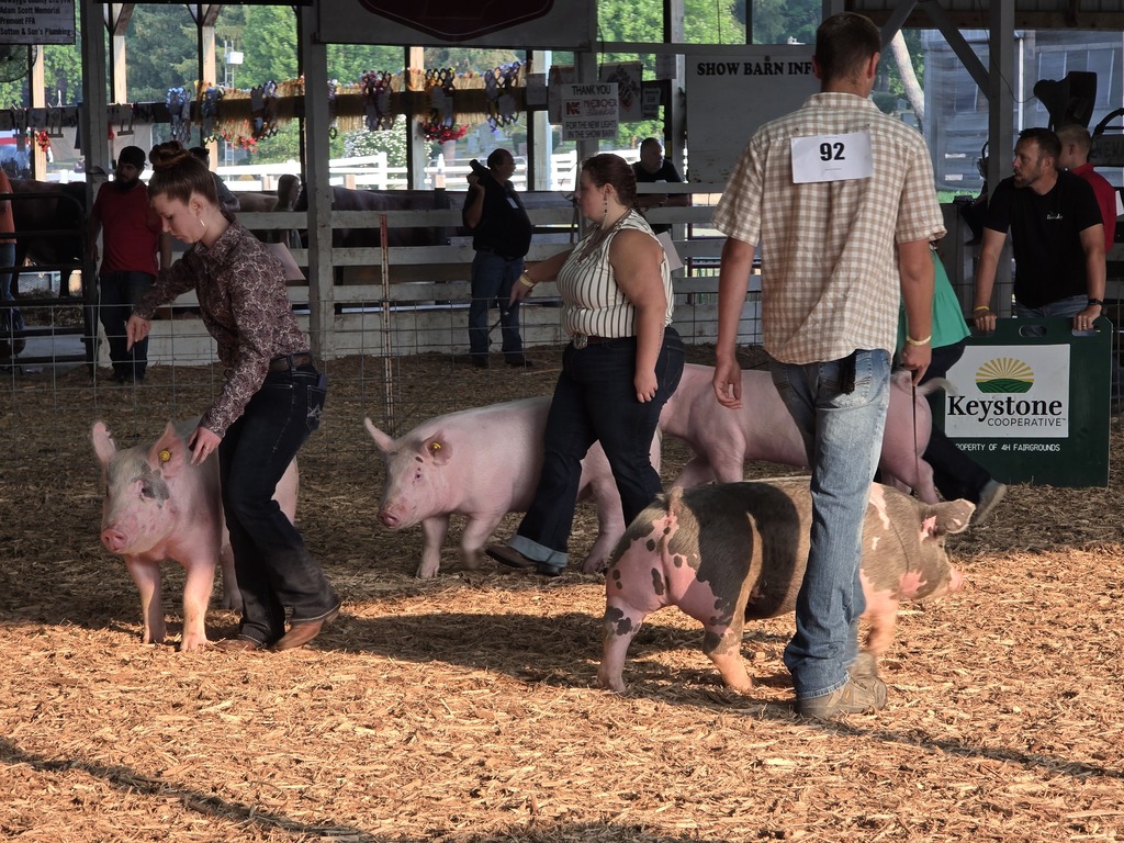 A few people, including a man and a woman, are walking pigs in an indoor area.