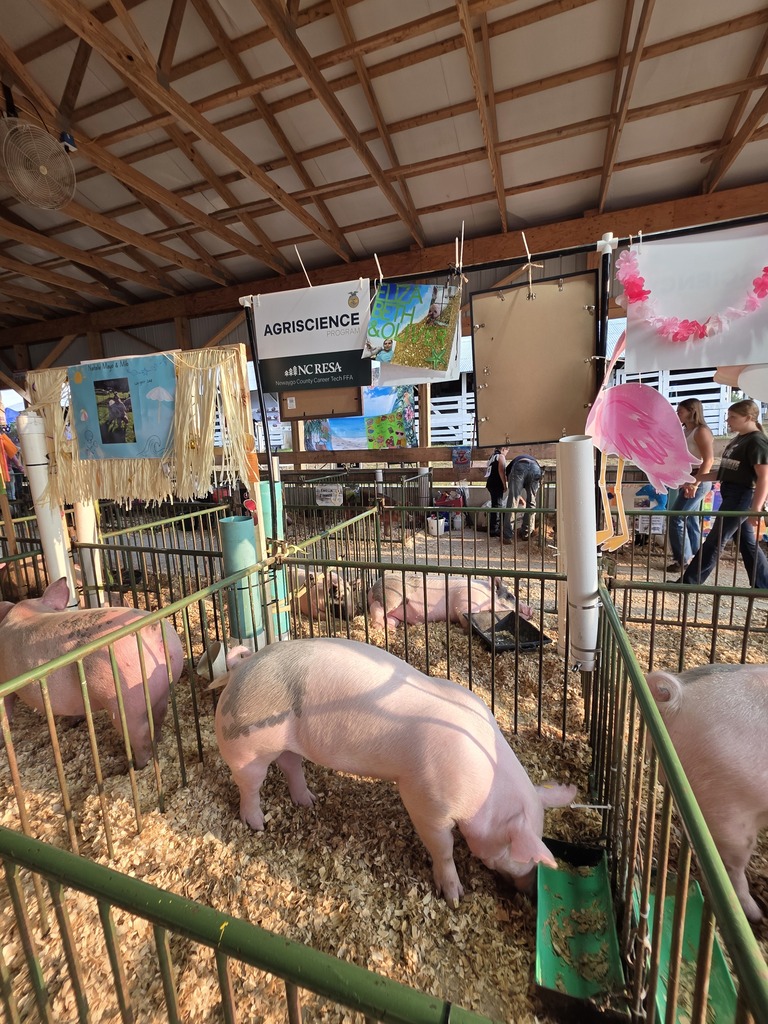 Several pigs in a pen, inside a barn. A pig is eating from a trough. Banners are hanging on the walls.