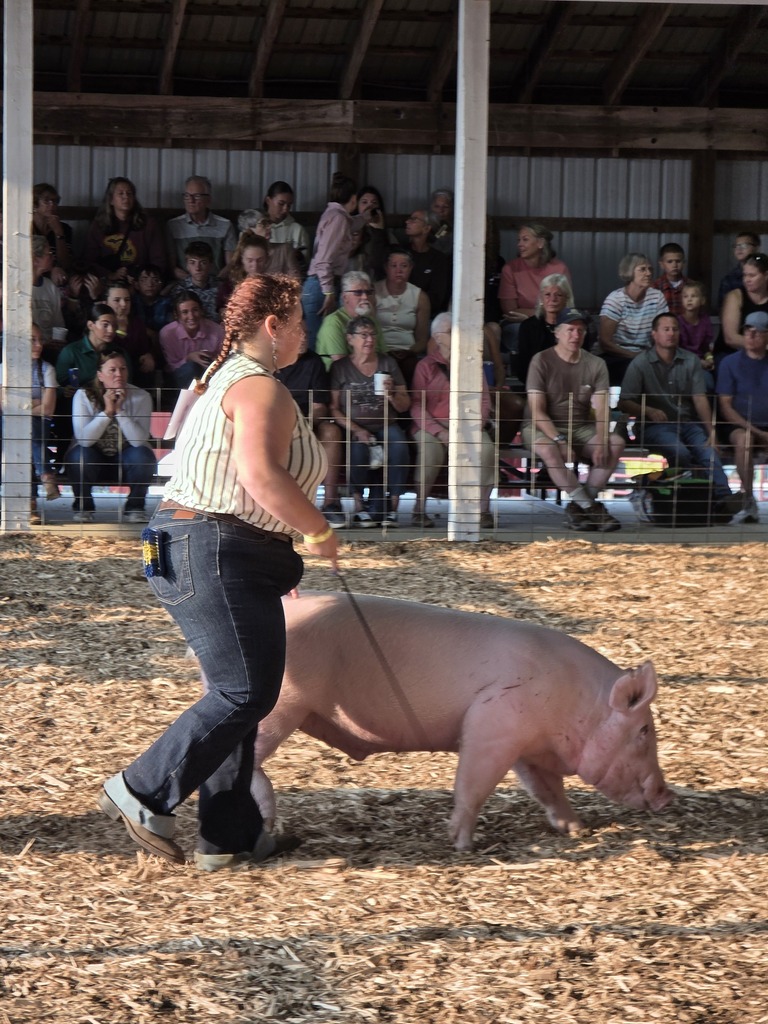A woman leads a large pink pig by a leash through a barn with a seated audience watching.