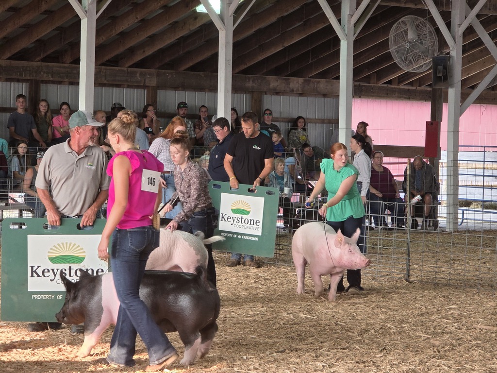 People stand around a ring, watching two pigs, one black and one white, being led by two women.