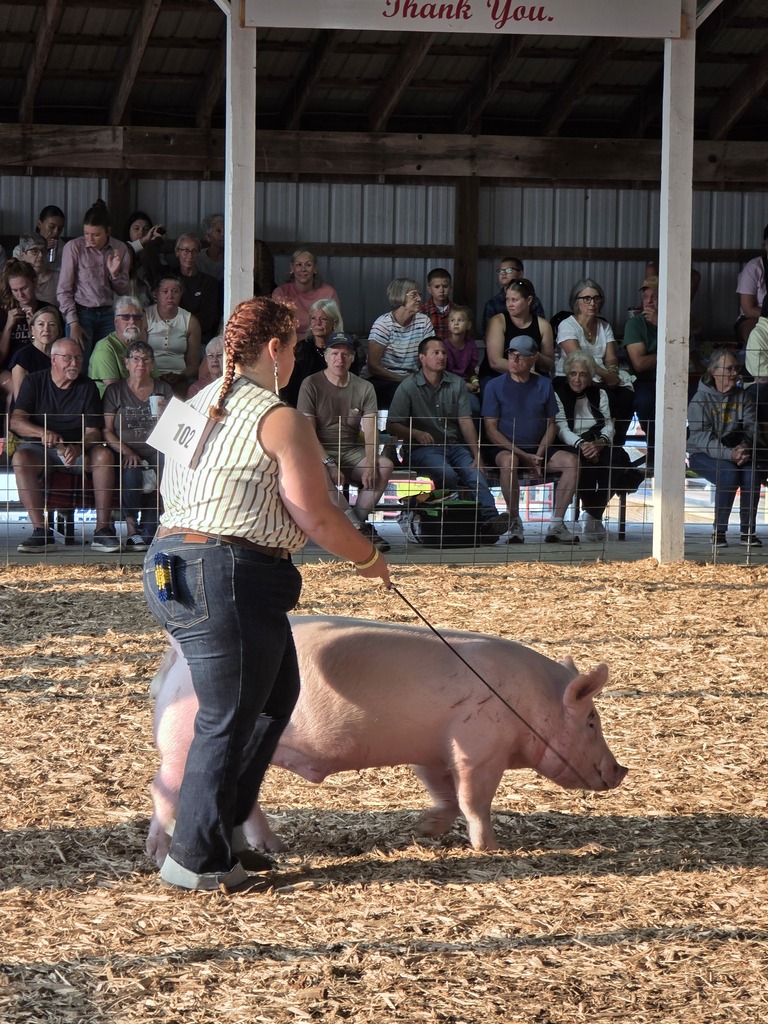 A woman leads a large pig around in a dirt ring, with spectators seated in the background.
