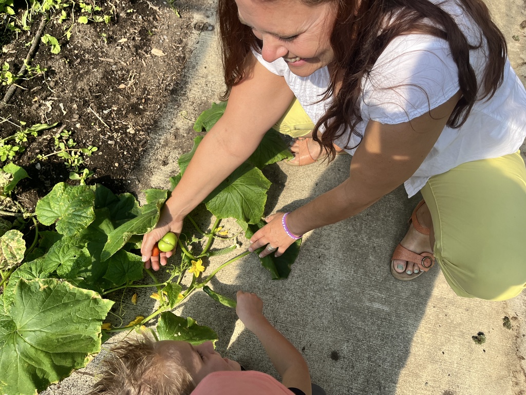 teacher picking tomatoes in garden and smiling