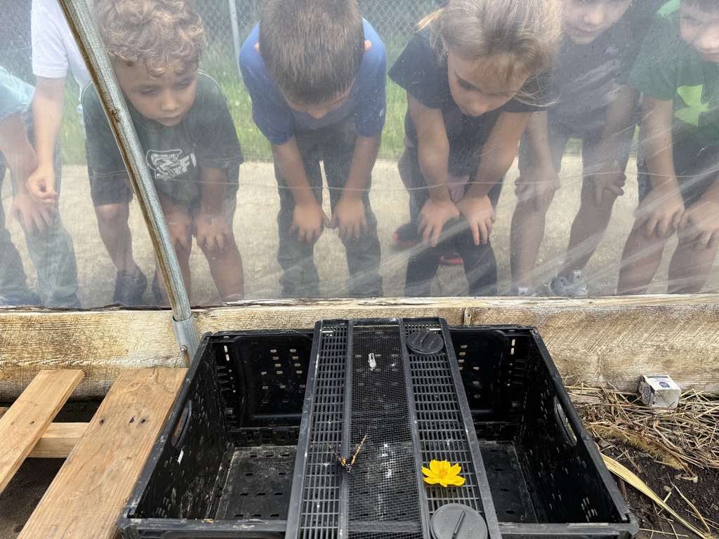 students looking at freshly hatched monarch butterfly