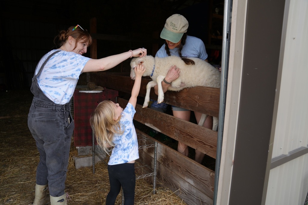 Young student reaching out to pet a lamb with help from farm staff inside the barn.