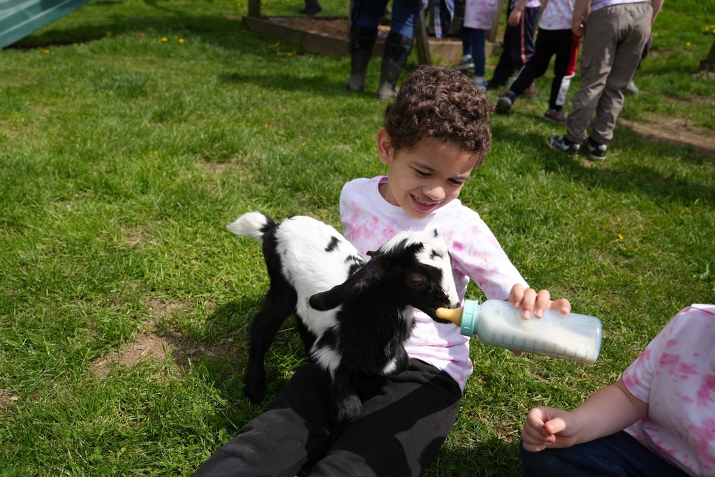Pre-K student sitting in the grass while bottle-feeding a baby goat at the farm.