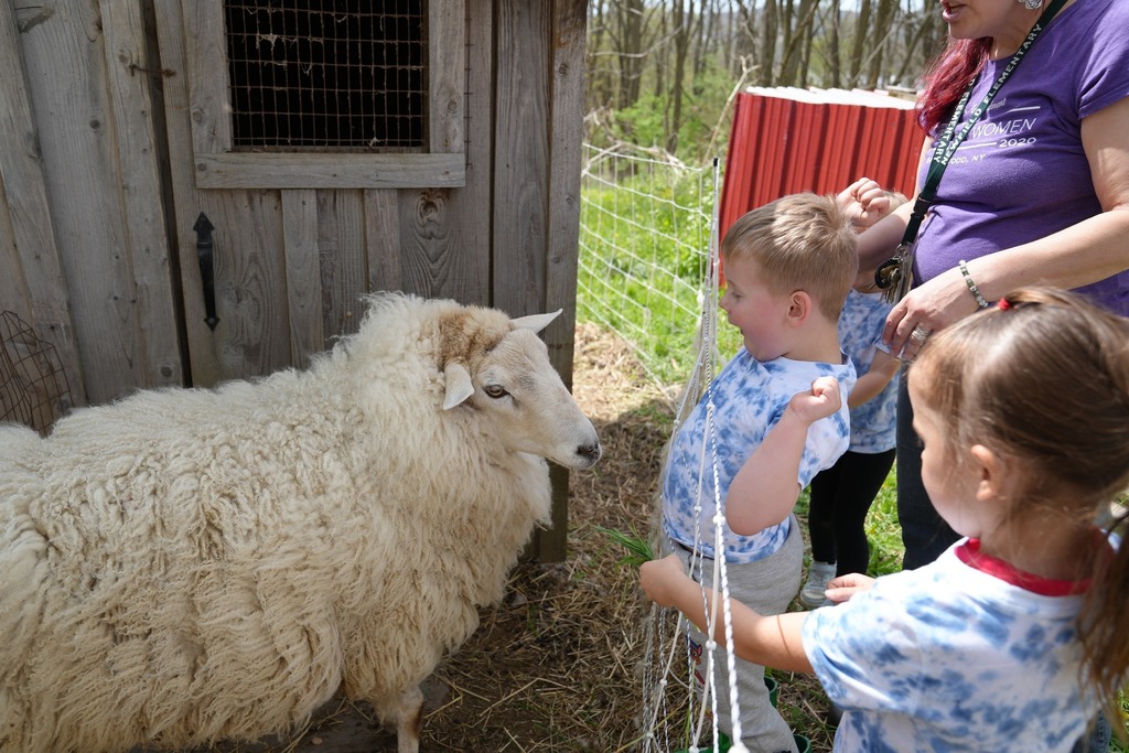 Pre-K students excitedly interacting with a sheep outside a small barn during their farm field trip.
