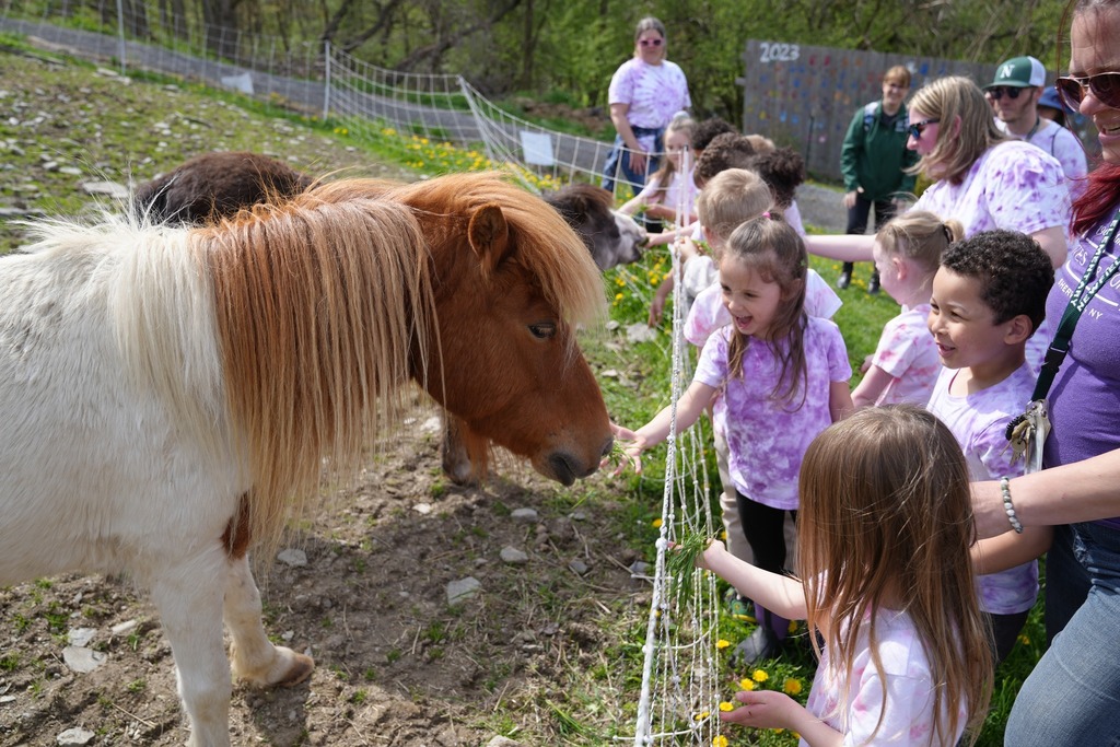 Pre-K students feeding miniature horses through a fence during their farm field trip.