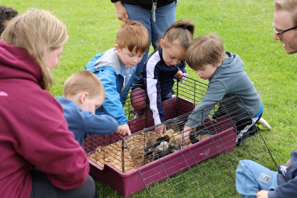 a few students reaching into the chick cage to pet the baby chicks