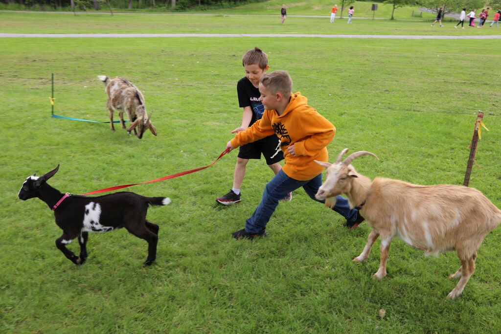 two students trying to walk a goat together with a leash
