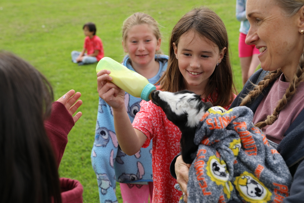 a student giving milk to a baby goat