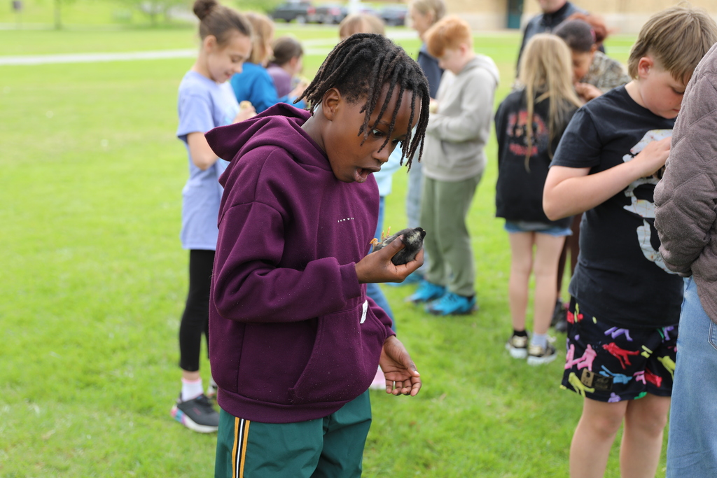 a student looking at a baby chick with excitement