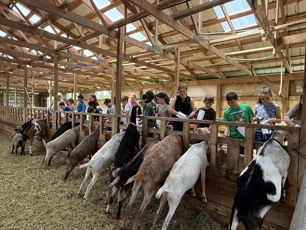 Fifth grade students feed goats inside a dairy barn during a Kids Discover the Farm visit, learning about dairy production and animal care.