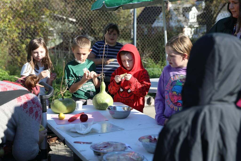 students looking at sliced apple pieces