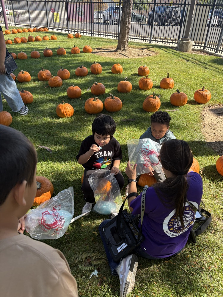 pumpkin patch