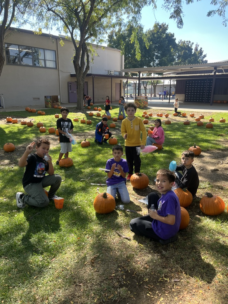 pumpkin patch