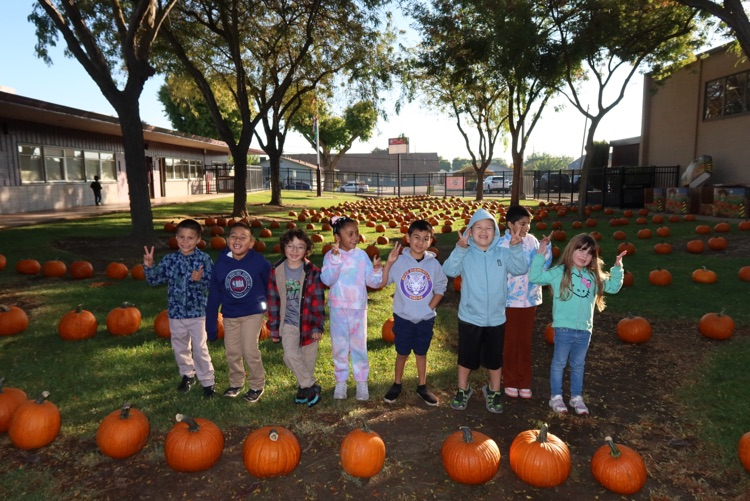 pumpkin patch