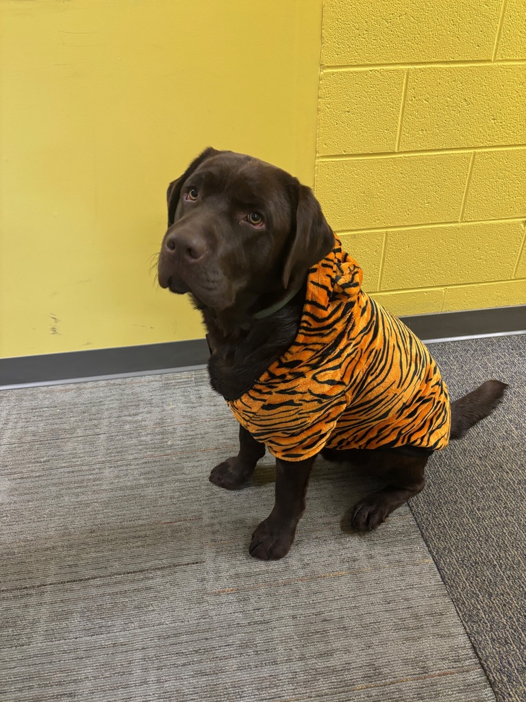 Ebbi dressed as a tiger