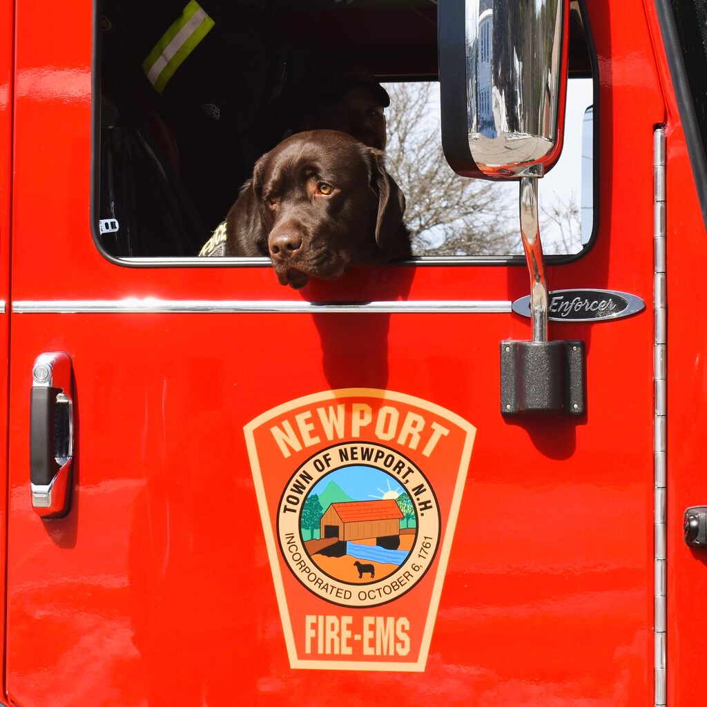 Police comfort dog, Ebbi