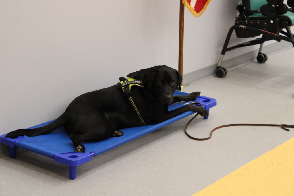 DOGS HAVE THEIR DAYS TOO