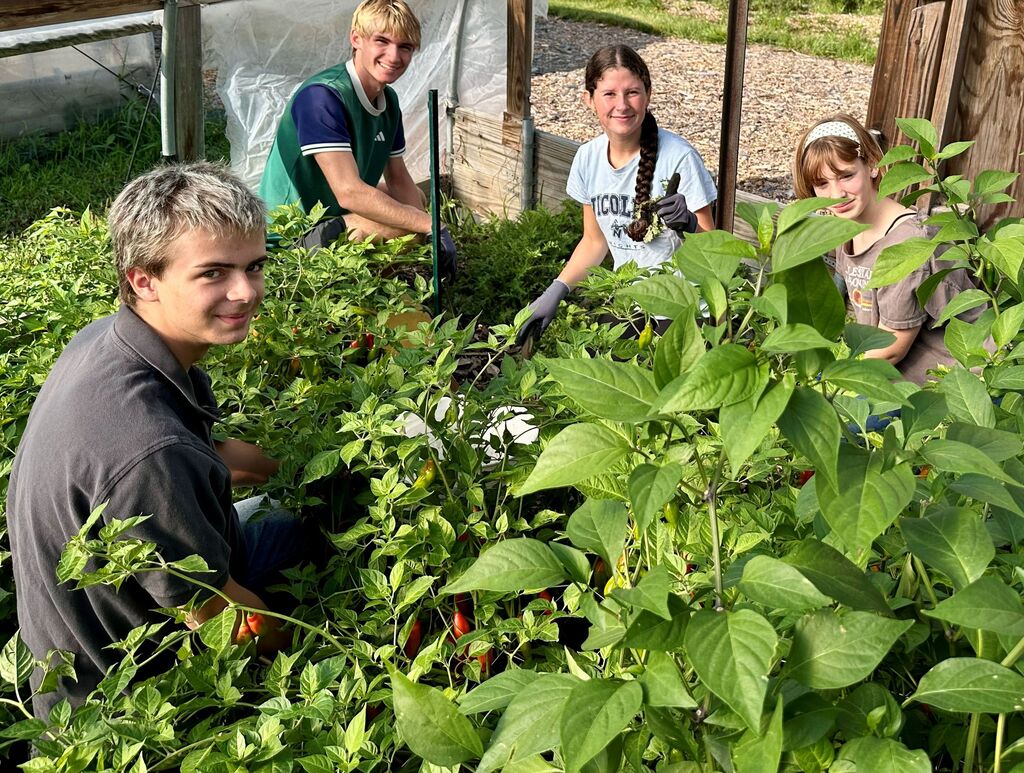 Four individuals work in a garden, surrounded by green foliage, gloves, and tools. They appear to be harvesting plants.