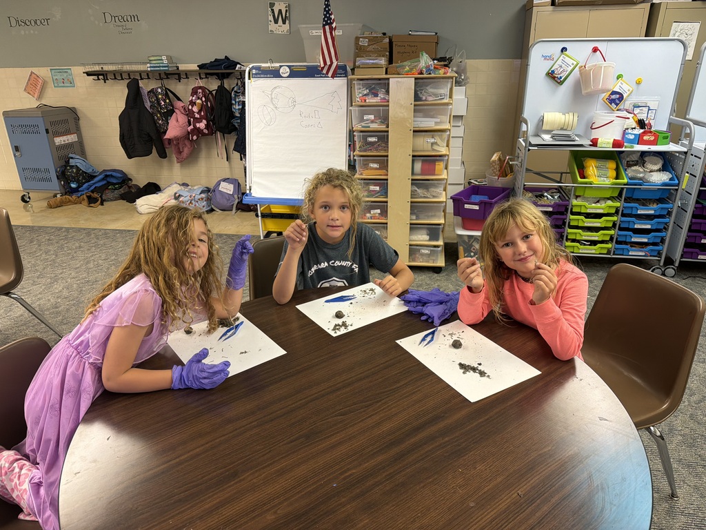 Owl pellets