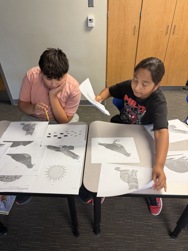 7th graders organizing organisms by where they get their energy