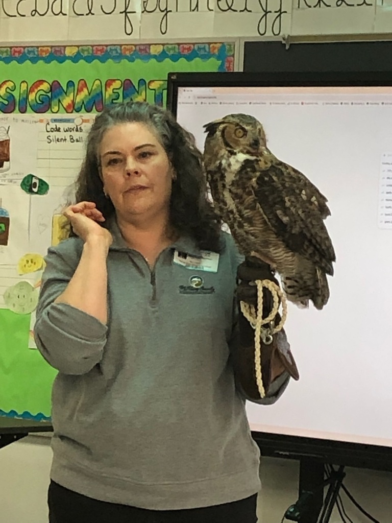 Owl