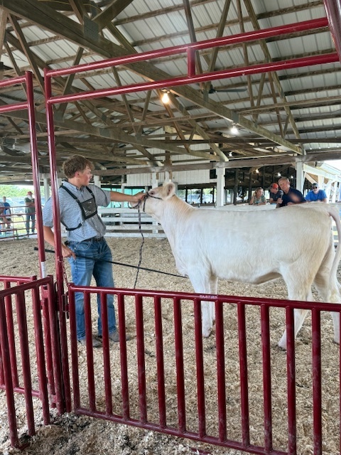 Livestock Fair