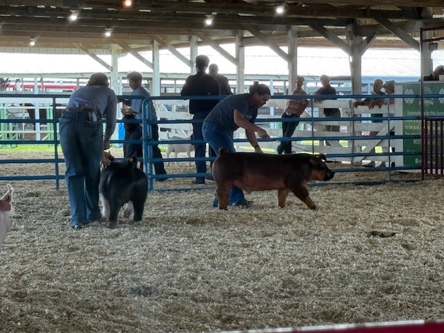 Livestock Fair