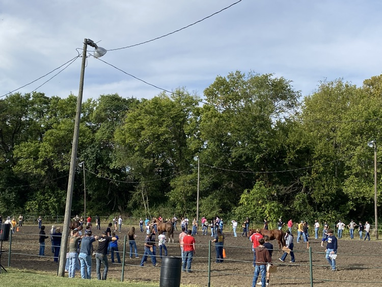 Horse Judging