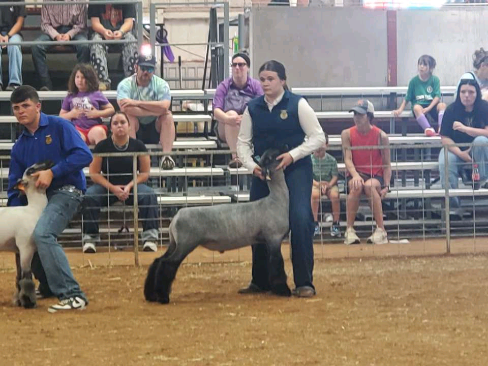 Two people stand with a gray lamb and white lamb at an indoor event. Spectators are seated in bleachers.