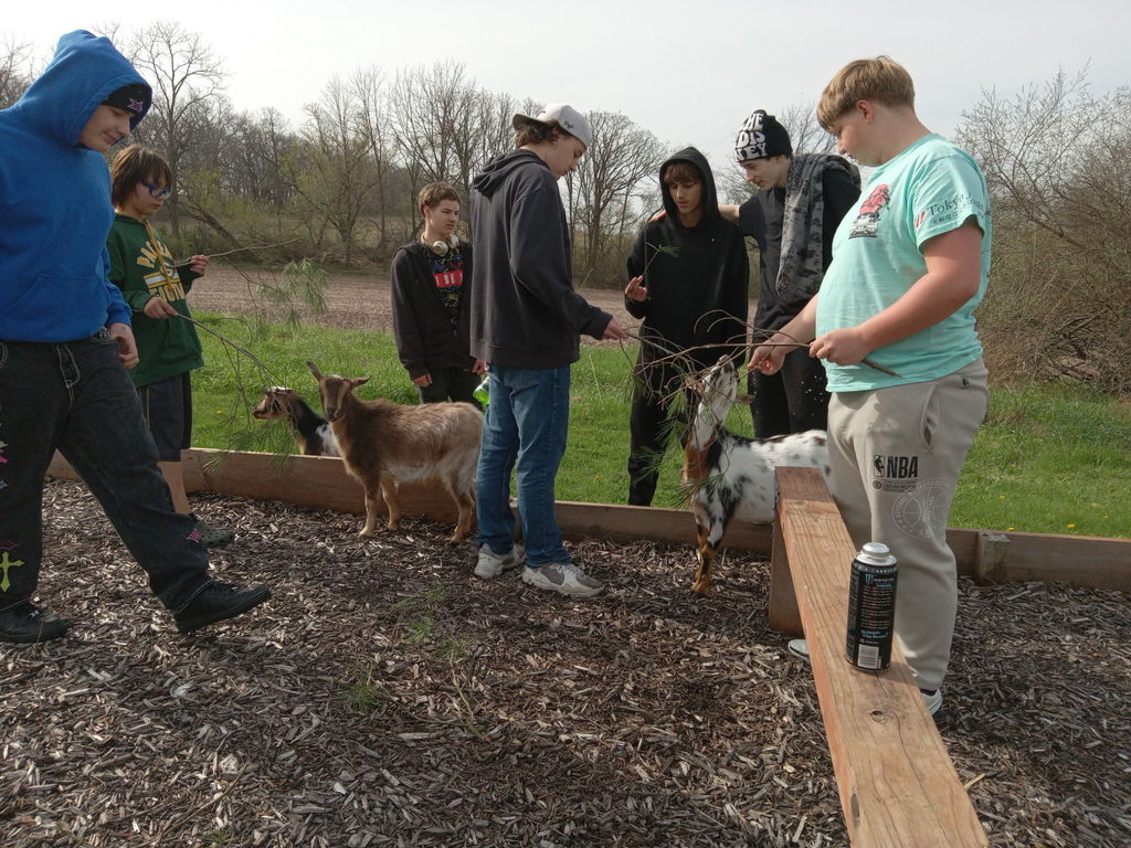learners and goats feeding