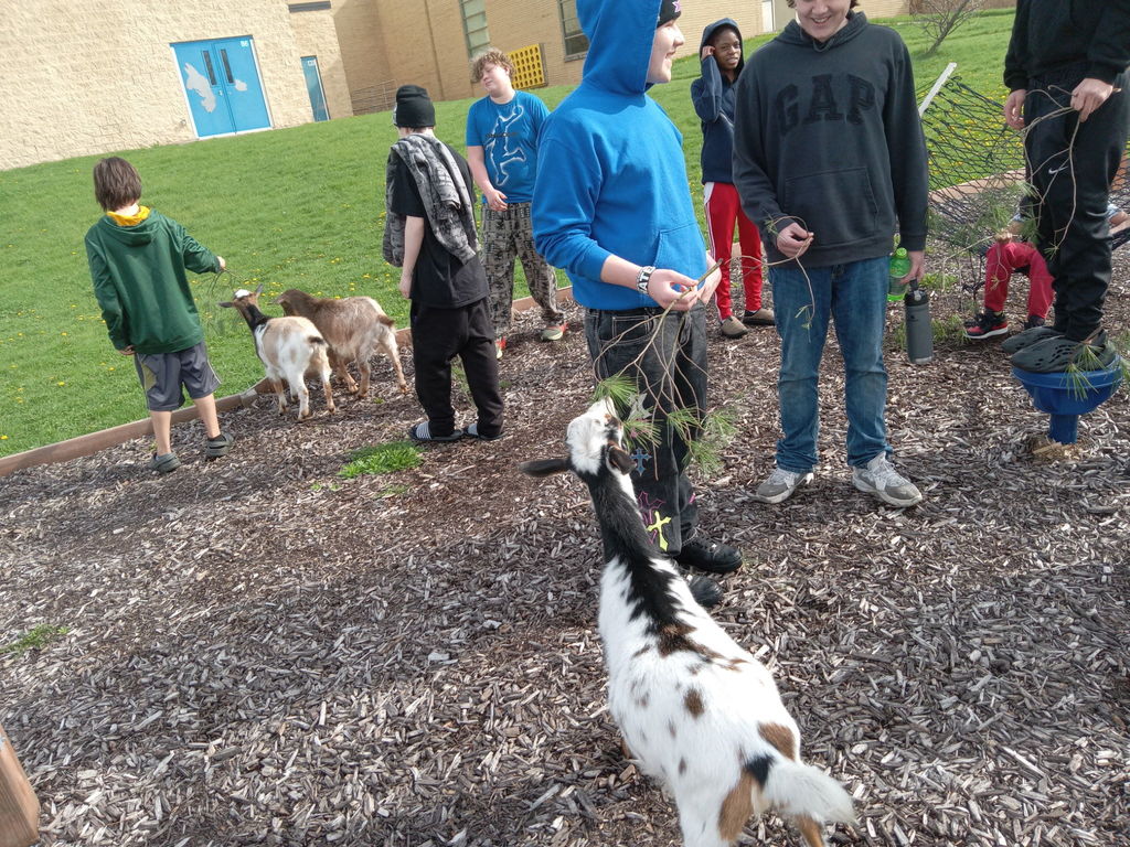 learners and goats walking