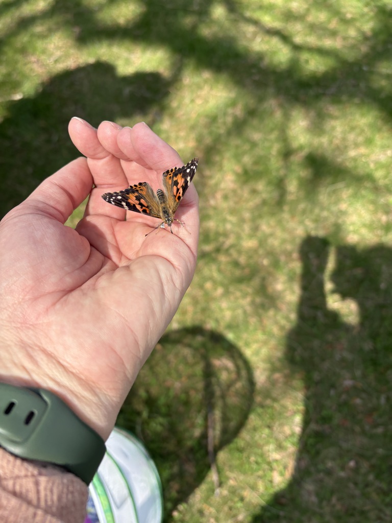 butterfly in a staff members hand