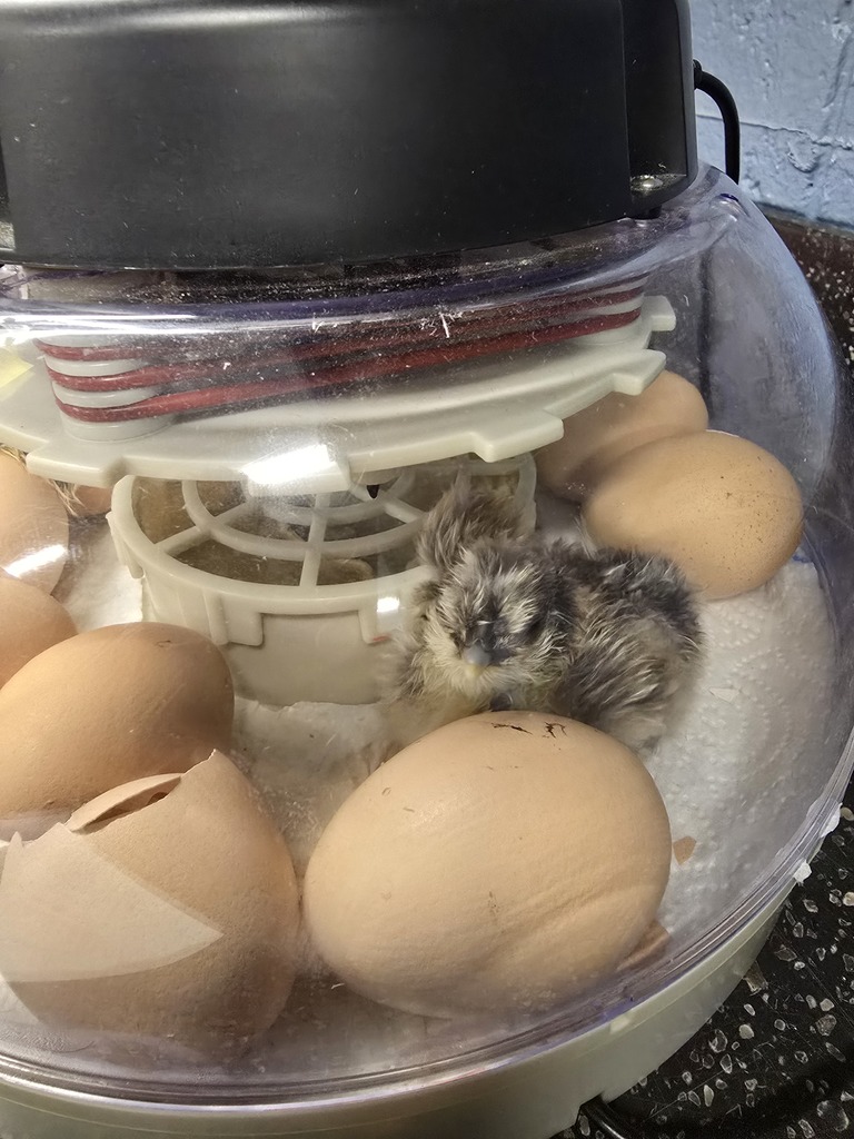 baby chick hatching