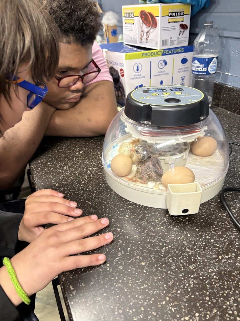 two boys watching a chick hatch