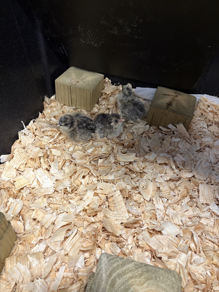 three baby chicks