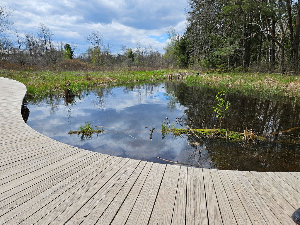 nature picture with pond