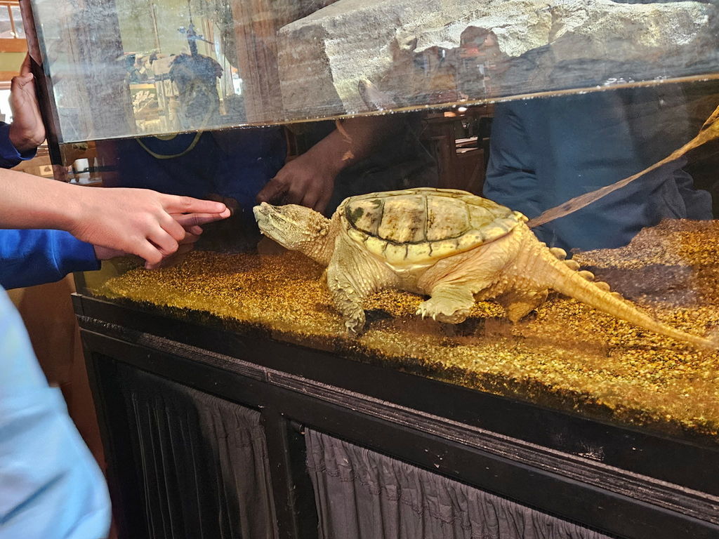 learners looking at a turtle in a tank